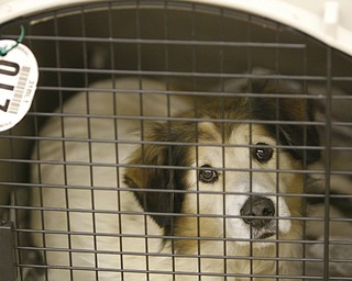 Dog 17 waits patiently inside a donated cage, after being seized from a Gustavus Township home last week.