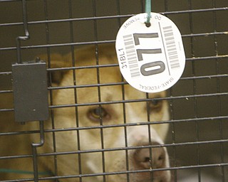 Dog 77 waits patiently inside a donated cage, after being seized from a Gustavus Township home last week.