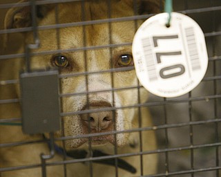Dog 77 waits patiently inside a donated cage, after being seized from a Gustavus Township home last week.