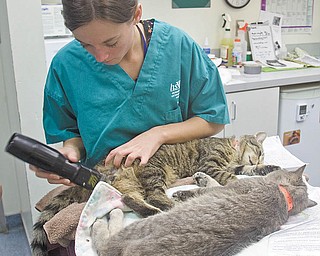 SURGERY PREP: Marcy Armstrong, a registered veterinary technician, shaves cats before their spaying or neutering surgery as part of Spay Day on Tuesday at Angels for Animals.