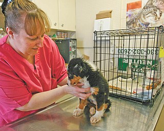 HANDLING WITH CARE: Sheri Stanley, manager of the Humane Society of Columbiana County’s kennel, checks out Emma, a recently rescued mixed-breed dog. The society hopes to find better ways to deal with pet overpopulation, irresponsible breeding and animal cruelty and neglect. 