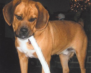 Brutus belongs to Ron and Lisa Osiniak of Campbell.