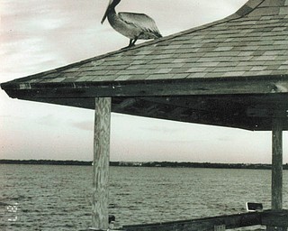 Elli Rinko of Canfield sent this picture of Indian River at Outdoor Resorts in Melbourne Beach, Fla.