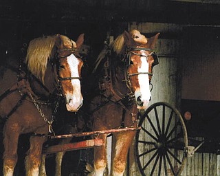 “Nellie and Friends,” taken by Michael Lacivita of Youngstown.