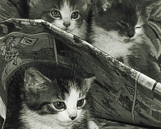 “Eeney, Meeney and Sleepee,” taken by Michael J. Lacivita of Youngstown.