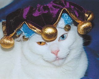 Lana VanAuker of Canfield says Martina, her fat Tuesday kitty, is celebrating Mardi Gras.