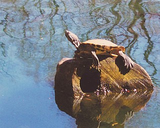 Submitted by Margaret Floyd of Youngstown.
