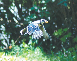 Brenda Kiddon of Poland snapped this Blue Jay after he helped himself to a peanut from their bird feeder.