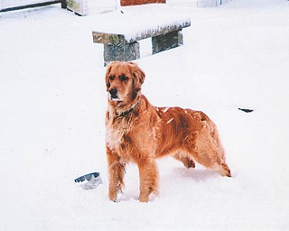 Munch, a Golden Retriever, belongs to Joan Marie of Boardman.