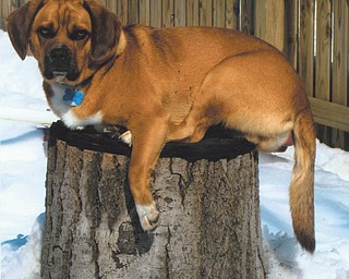 Would you say Brutus looks stumped? He belongs to Ron and Lisa Osiniak of Campbell.