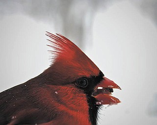 Submitted by Dan Shields of Canfield..