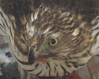 This picture of a falcon in front of the courthouse downtown was taken recently by .Kathy Pomeroy..