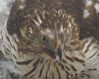 This picture of a falcon in front of the courthouse downtown was taken recently by .Kathy Pomeroy.