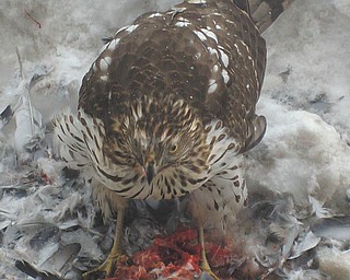 This picture of a falcon in front of the courthouse downtown was taken recently by .Kathy Pomeroy.