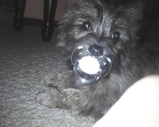 This is Gumby with his Òbinky.Ó His proud owner is Kim Scandy of Austintown..