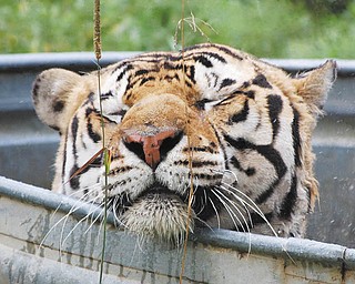 This is ÒBath time at NoahÕs Lost Ark.Ó Photo taken by: Kim Novicky of Canfield..
