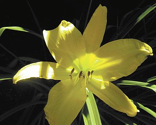 This day lily was taken by Tani Spielberg of Boardman near Lake Michigan shore, Charlevoix, Mich, in August 2008..