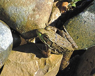 This frog was snapped by Tani Spielerg of Boardman on Lake Michigan shore near Charlevoix, Mich., in August 2008..