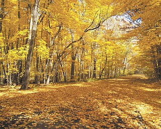 This picture was taken at one of the trails in Mill Creek Park in October of 2009 by Jessica Andrews..
