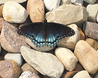 Teri Cecil sent this picture of a butterfly in the driveway last summer at her home in Youngstown..