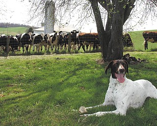 Teri Cecil sent this picture of her dog, Brooke, and some cow friends at a former home in New Philadelphia, Ohio..