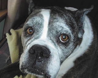 Kathy Globeck sent this picture of her dog, Teela..