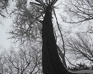 Jackie LeViseur sent this picture of a tree in Mill Creek Park..