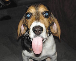 Jackie Bower of Austintown took this picture of her dog, Trinity..