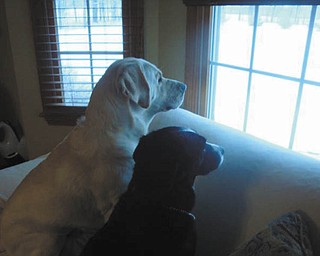 Judi Hockok of Canfield sent this picture of Lucky the Lab and Tally the Border, checking the neighborhood..