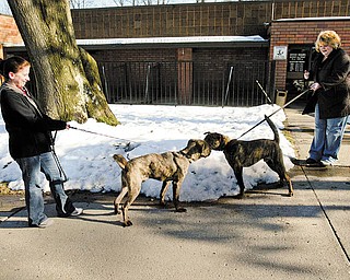 Cathy Blessing of Austintown, left, and Cindy Nasser of Boardman, volunteers with Canine Crusaders, walk dogs at the Mahoning County Dog Pound. Canine Crusaders doesn’t have its own facility to house dogs although it would like to one day, if it can raise the funds.