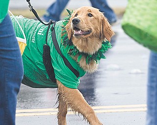 Rylee the dog, wearing a shirt supporting state Sen. Joe Schiavone of Alliance, D-33rd, participated in the St. Patrick’s Day Parade in Sunday in Boardman. Also participating was Ohio Gov. Ted Strickland. It is believed to be the first time a sitting governor has attended the parade in its 32-year history.