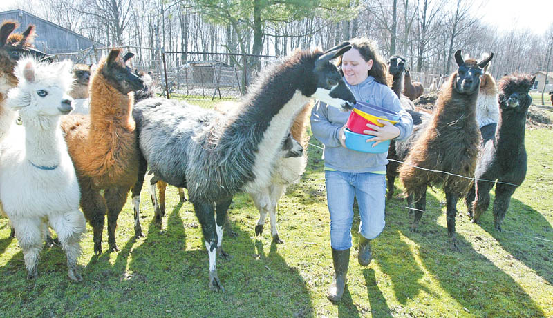 William D. Lewis|The Vindicator Spacey Llama Ranch in Lowelleville is home to more than 50 llamas Charlene Arendas gets up close wih some of the llamas.Her parents Debbie and Chuck Arendas own the ranch.