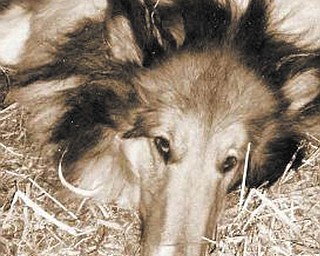 Harley belongs to Robert and Marsha Fickel of Salem..