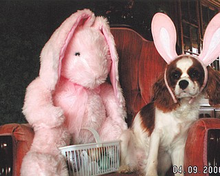 Abby’s owners, Tom and Denise DeLuca of Struthers, say she loves chasing rabbits in the backyard, although she’s willing to stop long enough to pose for a picture since it always involves a treat.