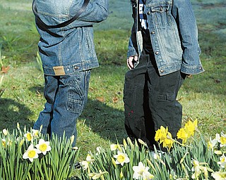 Brian left, takes a photo of his brother Jack, 5, in the Daffodil Meadow. They and their dad took photos to remember the field of blooms and so that their dad could use them when he’s painting.