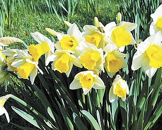 The Daff odil Meadow offers thousands of yellow and white blooms. Visiting the meadow has become a tradition since 1932, when the Garden Club of Youngstown planted 8,000 bulbs on the eastern shore of Lake Newport.