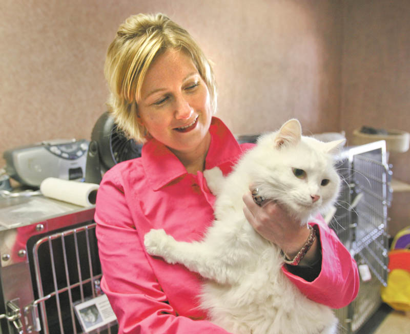 Nikole Baringer, chief executive director of Animal Charity, holds Oliver, a friendly, 4-year-old cat who’s ready for adoption. Animal Charity moved last month from the South Side Youngstown building it occupied for about 30 years to a new location on Market Street in Boardman.