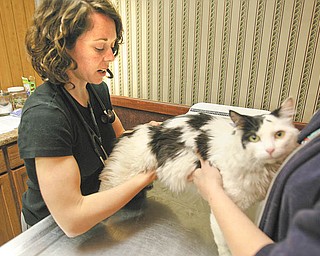 Dr. Kelly Willard examines Buddy, a cat brought in by his owner, in one of the examination rooms at the new location for Animal Charity. 