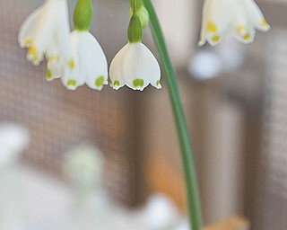 An entry in the Garden Forum of Greater Youngstown's spring flower show.