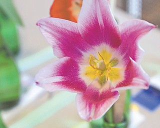 An entry in the Garden Forum of Greater Youngstown's spring flower show.