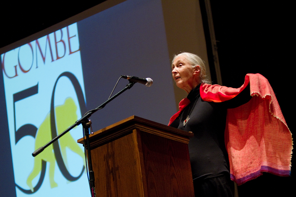 Geoffrey Hauschild|The Vindicator.Jane Goodall gives a presentation at Stambaugh Auditorium on Tuesday evening, entitled "Gombe and Beyond: The Next 50 Years," commemorating the 50th anniversary of her living amongst and studying Chimpanzees while living in Gombe, Tanzania.