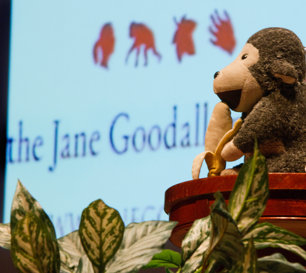 Geoffrey Hauschild|The Vindicator.Jane Goodall gives a presentation at Stambaugh Auditorium on Tuesday evening, entitled "Gombe and Beyond: The Next 50 Years," commemorating the 50th anniversary of her living amongst and studying Chimpanzees while living in Gombe, Tanzania.