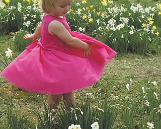 Ashlynn Mason, the 2-year-old granddaughter of Laurie and Mike Fox, enjoyed dancing through the daffodil field at Mill Creek Park during a recent visit.  Ashlynn and her parents, Matthew and Beth, live in Salem.