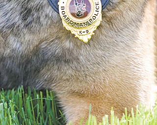 Newly retired Boardman police dog Robby relaxes.