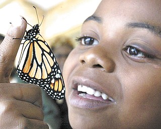 Donovan Dorsey, a fi rst-grader at Jeff erson Elementary School in Warren, frees a butterfl y during a school assembly. Students released butterflies in memory of loved ones in their lives who have died, moved away or been incarcerated. Donovan freed his butterfly in memory of his cat Fluffy.