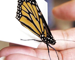 Students released butterflies during a Tuesday assembly.