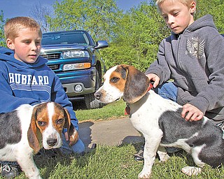 Derek, left, and Devon Williams, both 10, of Hubbard, pet beagles Scotty and Casey at Hubbard Conservation Club, where Trumbull County Beagle Club will sponsor Youth Beagle Day on Saturday at club grounds. The beagle club promotes the breed and conducts hunts.