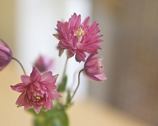 LISA-ANN ISHIHARA | THE VINDICATOR..A horticulture submission of the flower, Aquilegia Columbine, submitted by Sheila Bowman for the Garden Forum Spring Flower show at Fellows Riverside Gardens.