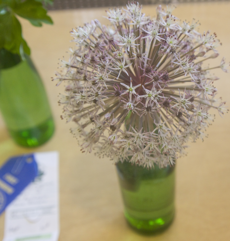 LISA-ANN ISHIHARA | THE VINDICATOR..A horticulture submission of the flower, allium karataviense, in the Garden Forum Spring Flower show at Fellows Riverside Gardens.