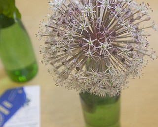 LISA-ANN ISHIHARA | THE VINDICATOR..A horticulture submission of the flower, allium karataviense, in the Garden Forum Spring Flower show at Fellows Riverside Gardens.